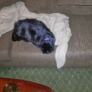 Meet your Posher, Barry